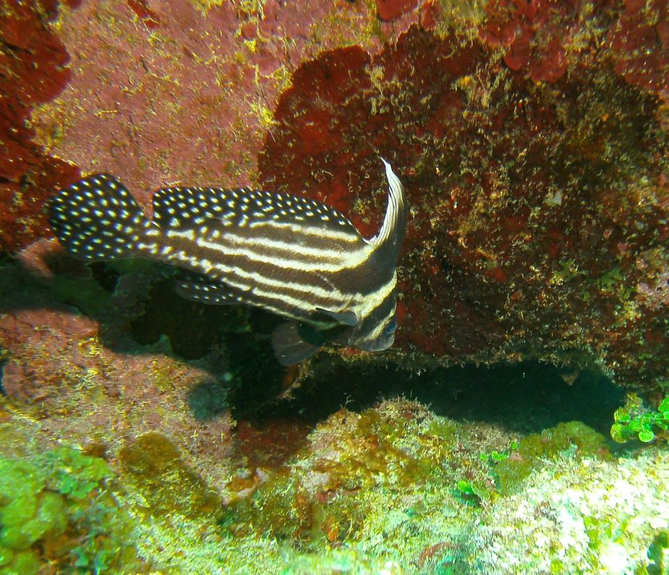 The Diving